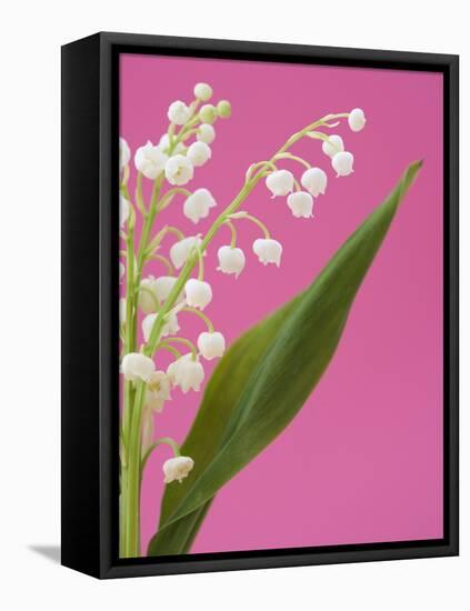 Lily of the valley-Ada Summer-Framed Stretched Canvas