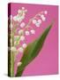 Lily of the valley-Ada Summer-Stretched Canvas