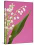 Lily of the valley-Ada Summer-Stretched Canvas