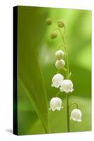 Lily of the Valley-null-Stretched Canvas