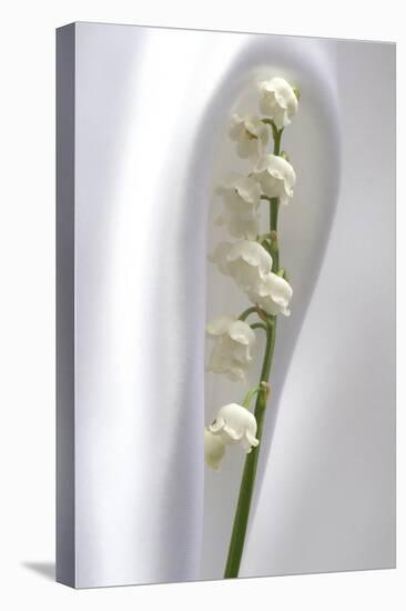 Lily of the Valley-Anna Miller-Stretched Canvas