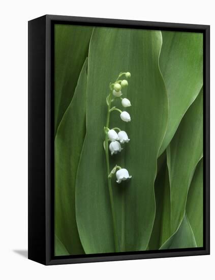 Lily of the Valley-Anna Miller-Framed Stretched Canvas