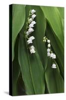 Lily of the Valley-Anna Miller-Stretched Canvas