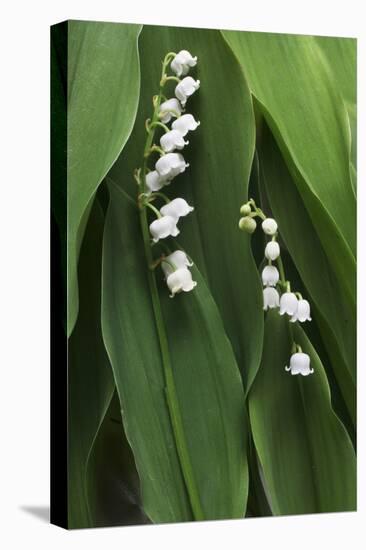 Lily of the Valley-Anna Miller-Stretched Canvas