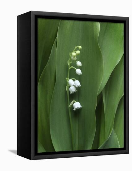 Lily of the Valley-Anna Miller-Framed Stretched Canvas