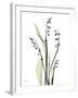 Lily of the Valley-Albert Koetsier-Framed Premium Giclee Print