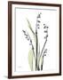 Lily of the Valley-Albert Koetsier-Framed Premium Giclee Print