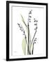 Lily of the Valley-Albert Koetsier-Framed Premium Giclee Print