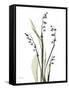 Lily of the Valley-Albert Koetsier-Framed Stretched Canvas