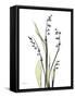 Lily of the Valley-Albert Koetsier-Framed Stretched Canvas