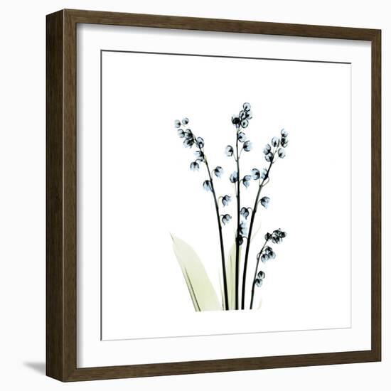 Lily of the Valley-Albert Koetsier-Framed Premium Giclee Print