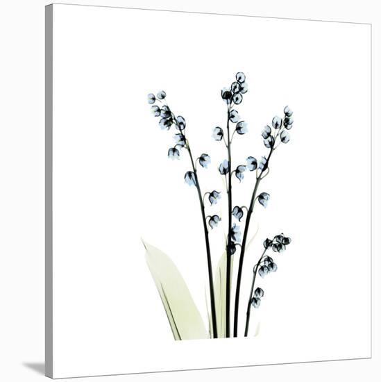 Lily of the Valley-Albert Koetsier-Stretched Canvas