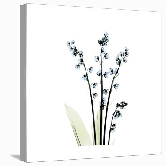 Lily of the Valley-Albert Koetsier-Stretched Canvas