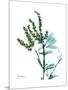Lily of the Valley-Albert Koetsier-Mounted Premium Giclee Print