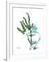 Lily of the Valley-Albert Koetsier-Framed Premium Giclee Print