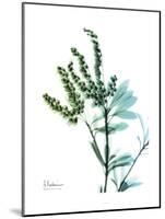 Lily of the Valley-Albert Koetsier-Mounted Premium Giclee Print