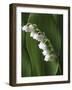 Lily of the Valley-Anna Miller-Framed Photographic Print