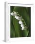 Lily of the Valley-Anna Miller-Framed Photographic Print