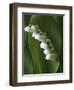 Lily of the Valley-Anna Miller-Framed Photographic Print