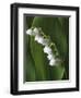 Lily of the Valley-Anna Miller-Framed Photographic Print