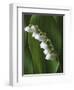 Lily of the Valley-Anna Miller-Framed Photographic Print