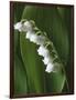 Lily of the Valley-Anna Miller-Framed Photographic Print