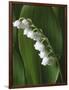 Lily of the Valley-Anna Miller-Framed Photographic Print