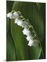 Lily of the Valley-Anna Miller-Mounted Photographic Print