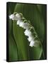 Lily of the Valley-Anna Miller-Framed Stretched Canvas