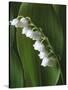 Lily of the Valley-Anna Miller-Stretched Canvas