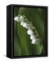 Lily of the Valley-Anna Miller-Framed Stretched Canvas