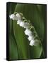 Lily of the Valley-Anna Miller-Framed Stretched Canvas