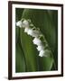 Lily of the Valley-Anna Miller-Framed Photographic Print