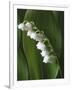 Lily of the Valley-Anna Miller-Framed Photographic Print