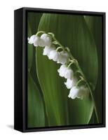 Lily of the Valley-Anna Miller-Framed Stretched Canvas