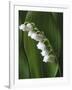 Lily of the Valley-Anna Miller-Framed Photographic Print