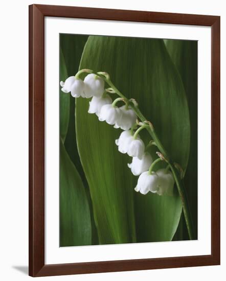 Lily of the Valley-Anna Miller-Framed Photographic Print