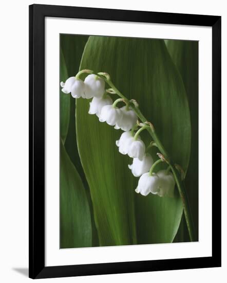 Lily of the Valley-Anna Miller-Framed Photographic Print