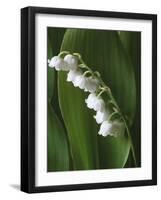 Lily of the Valley-Anna Miller-Framed Photographic Print