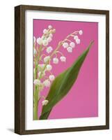 Lily of the valley-Ada Summer-Framed Photographic Print