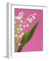 Lily of the valley-Ada Summer-Framed Photographic Print