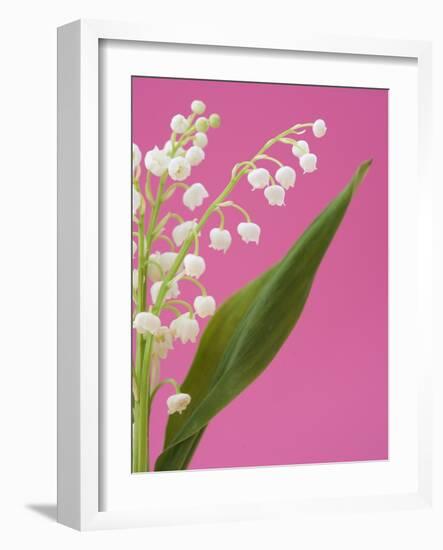 Lily of the valley-Ada Summer-Framed Photographic Print