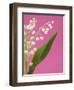 Lily of the valley-Ada Summer-Framed Photographic Print