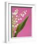 Lily of the valley-Ada Summer-Framed Photographic Print