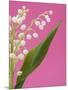 Lily of the valley-Ada Summer-Mounted Photographic Print