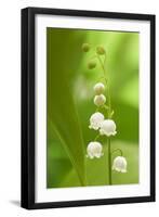 Lily of the Valley-null-Framed Photographic Print