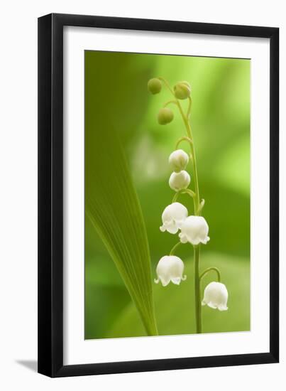 Lily of the Valley-null-Framed Photographic Print