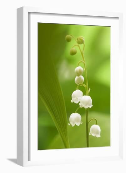 Lily of the Valley-null-Framed Photographic Print