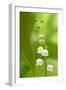 Lily of the Valley-null-Framed Photographic Print