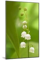 Lily of the Valley-null-Mounted Photographic Print
